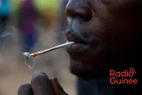 Un réseau de trafic de drogue kush démantelé au sénégal, un guinéen au cœur du trafic