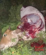 Tragédie à koma-yeneta : un bouvier tué et des bœufs attaqués