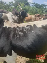 La tension entre agriculteurs et éleveurs monte à fognan